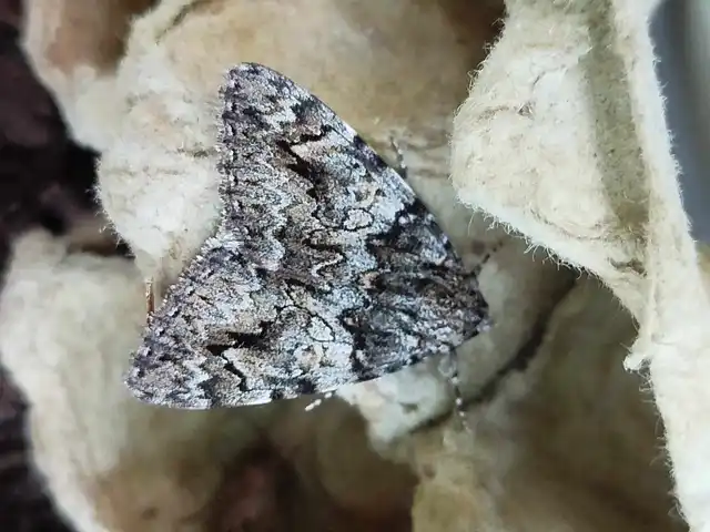 Catocala promissa - kis tölgyfa-övesbagoly