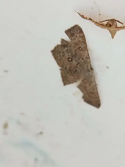 fűzfa-pettyesaraszoló - Cyclophora pendularia