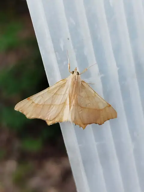 tölgyfa-levélaraszoló - Ennomos quercinaria