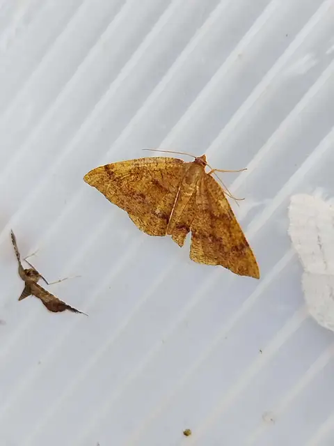 Plagodis pulveraria - szemcsés araszoló