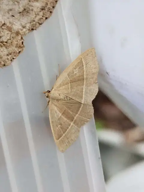 sárgacsíkos karcsúbagoly - Trisateles emortualis