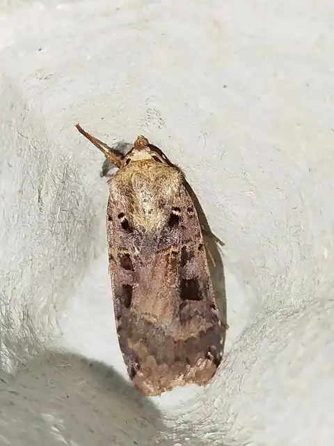 feketefoltos fűbagoly - Xestia ditrapezium