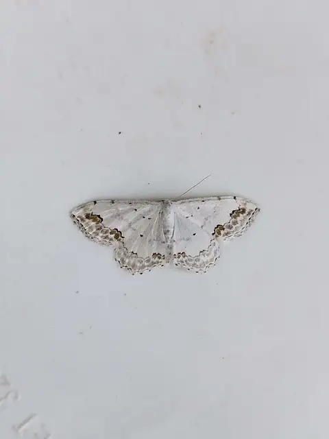 Scopula ornata - díszes fehéraraszoló