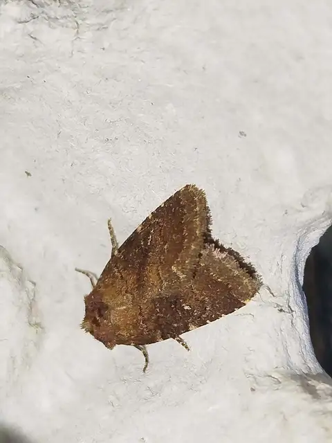 rozsdaszínű erdeibagoly - Rusina ferruginea