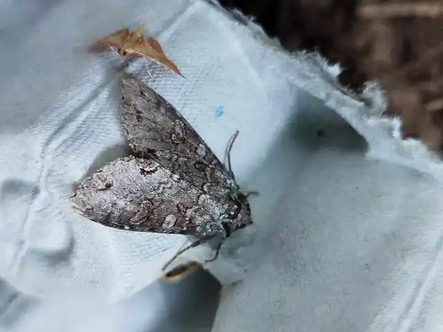 áfonya-hegyibagoly - Polia hepatica