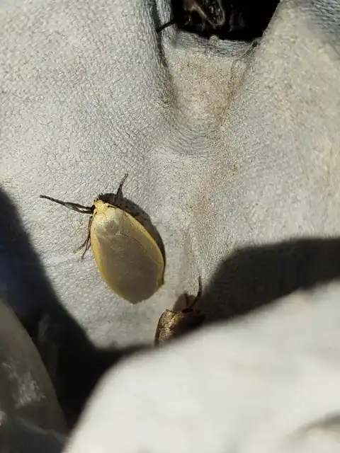 szürke zuzmószövő - Eilema griseola