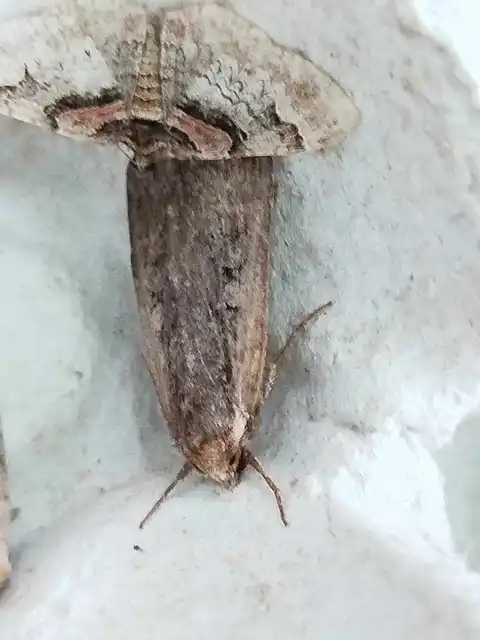 rőtesszegélyű fűbagoly - Eugraphe sigma