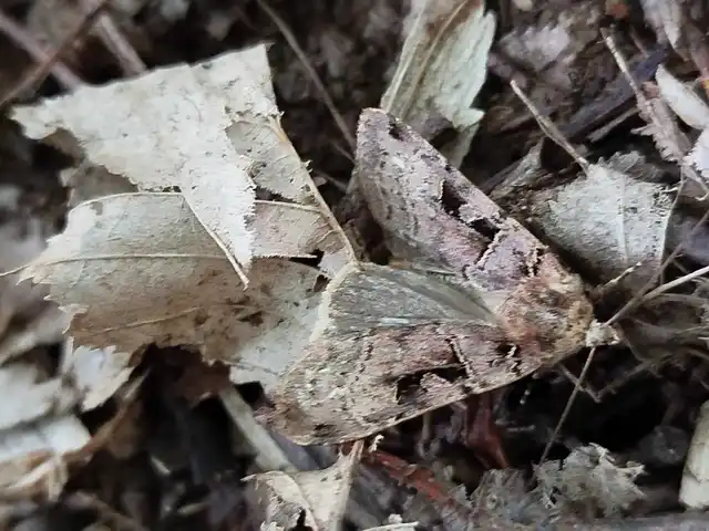 háromszöges fűbagoly - Xestia triangulum