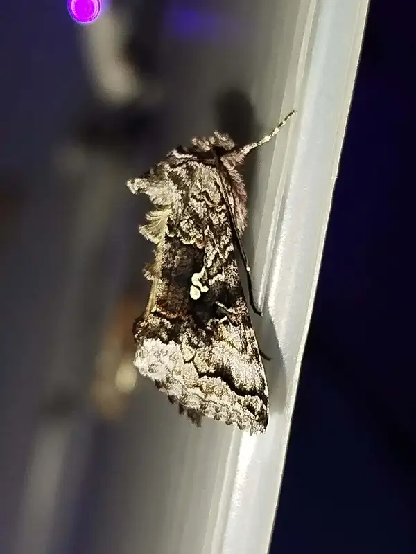 Syngrapha interrogationis - szürke fenyő-aranybagoly