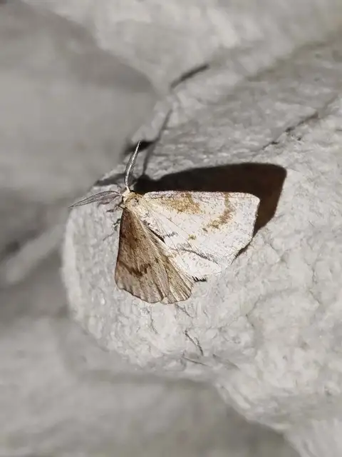 hegyesszárnyú lápiaraszoló - Hypoxystis pluviaria