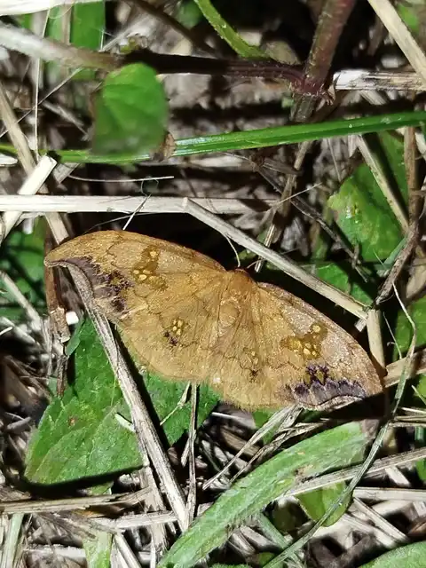 hársfa-sarlósszövő - Sabra harpagula