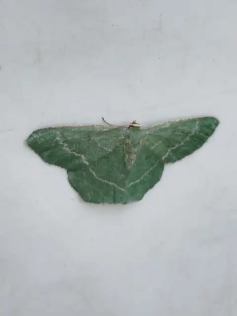 sárgászöld araszoló - Chlorissa cloraria