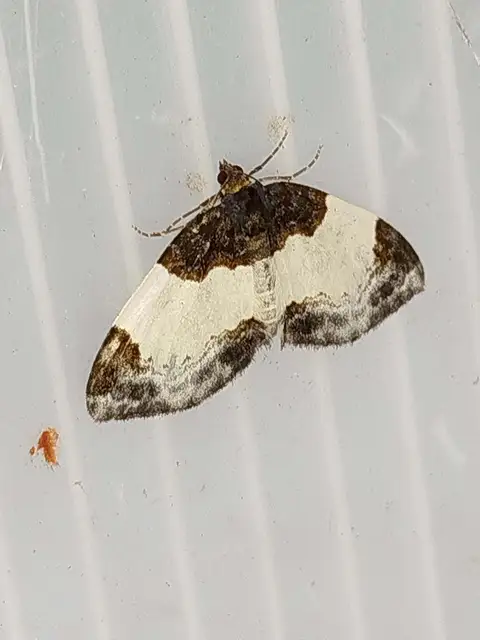 tarka fűzfaaraszoló - Mesoleuca albicillata