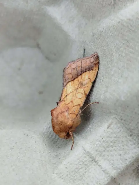 iglicebagoly - Pyrrhia umbra