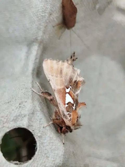 ezüstfoltos púposszövő - Spatalia argentina