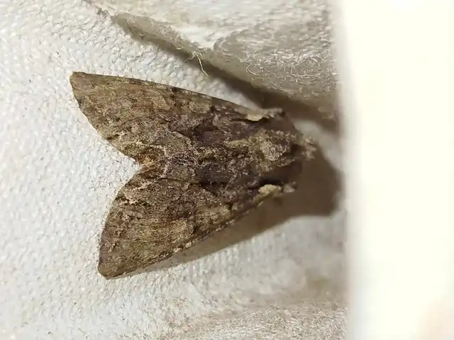 borbolya-kertibagoly - Lacanobia thalassina