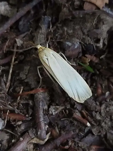 lapos zuzmószövő - Eilema depressa
