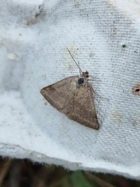 pirossávos bagoly - Phytometra viridaria