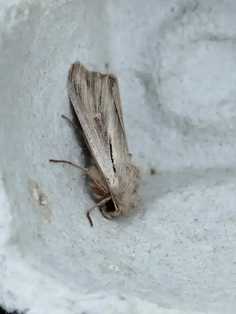 vesszős rétibagoly - Leucania comma