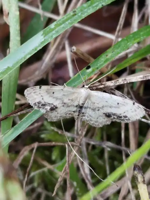 gyakori apróaraszoló - Idaea dimidiata