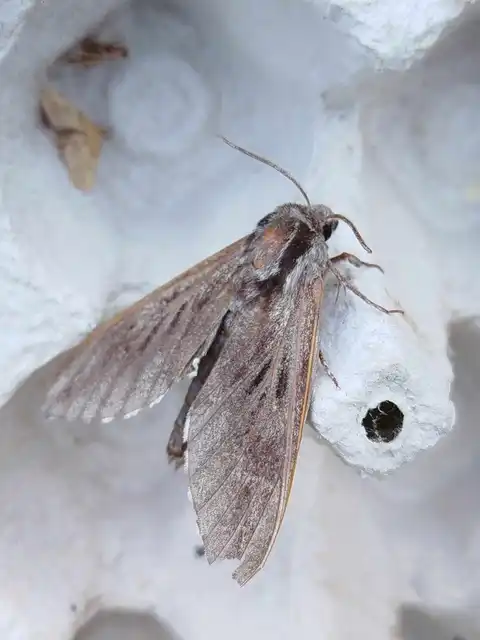 Hyloicus pinastri - fenyőszender