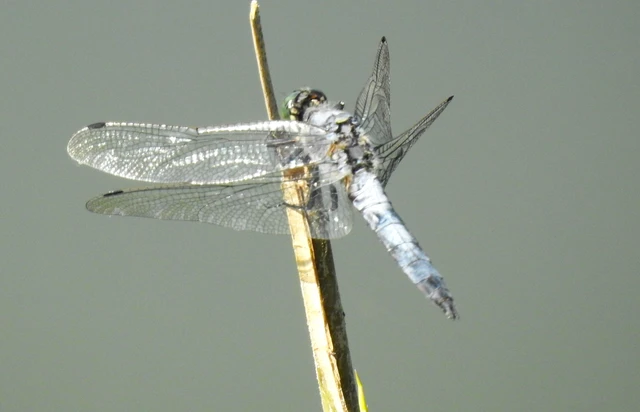 Orthetrum cancellatum - feketefarkú pásztorszitakötő