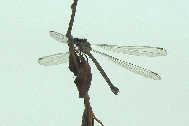 Chalcolestes viridis/parvidens
