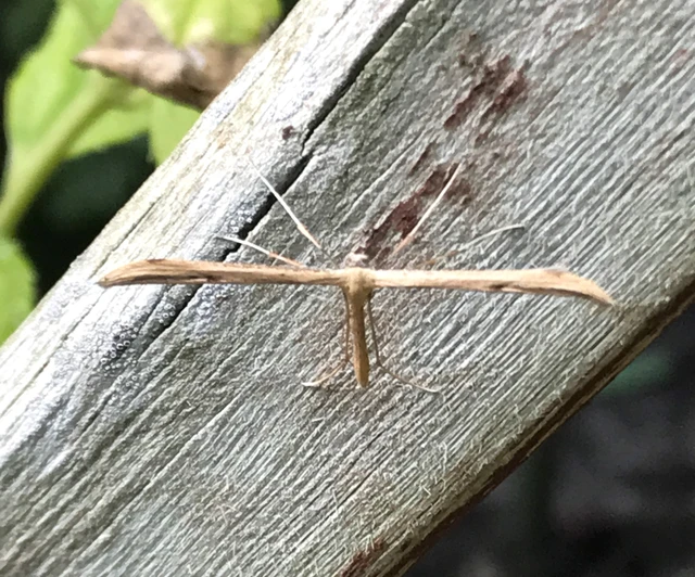 Pterophoridae - tollasmolyfélék
