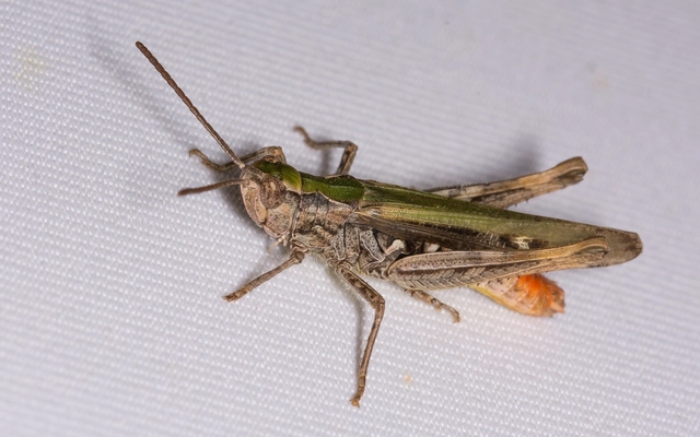 Chorthippus brunneus - közönséges tarlósáska
