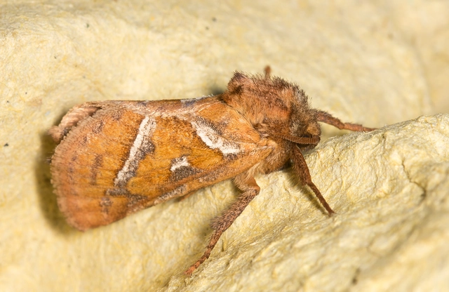 Triodia sylvina - kis gyökérrágólepke