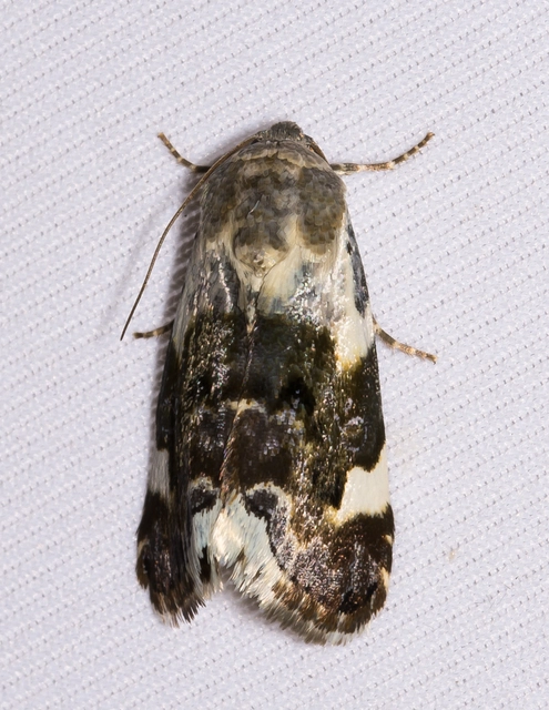 Acontia lucida - fehér nappalibagoly