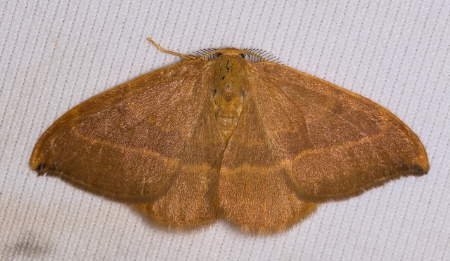 Watsonalla cultraria - bükkfa-sarlósszövő