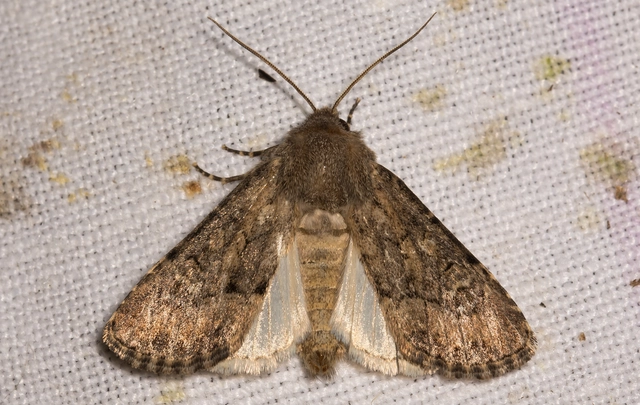 Luperina testacea - barnás szürkebagoly
