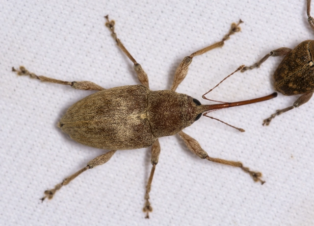 Curculio propinquus - halvány zsuzsóka