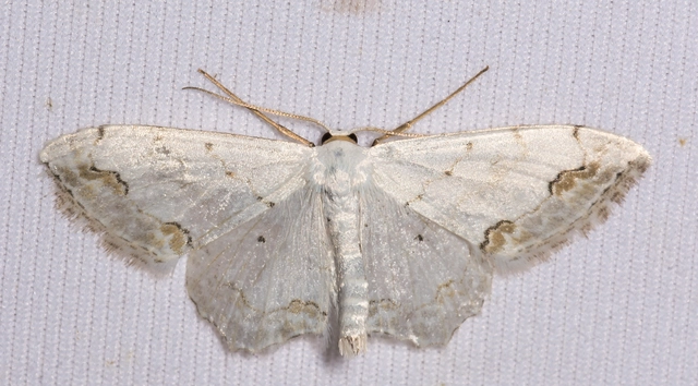 Scopula ornata - díszes fehéraraszoló