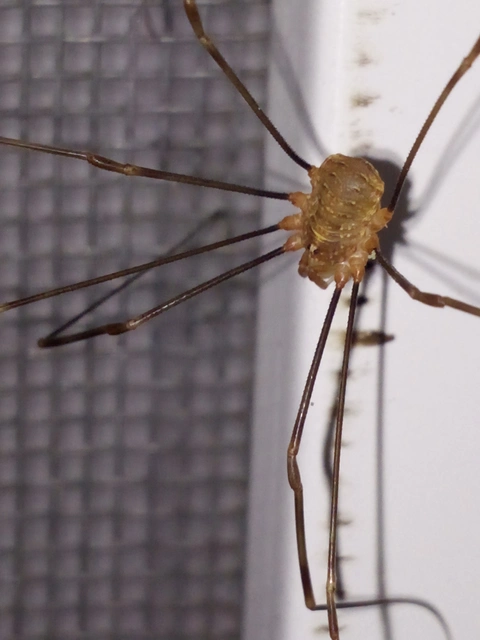 Opiliones - Kaszáspókok