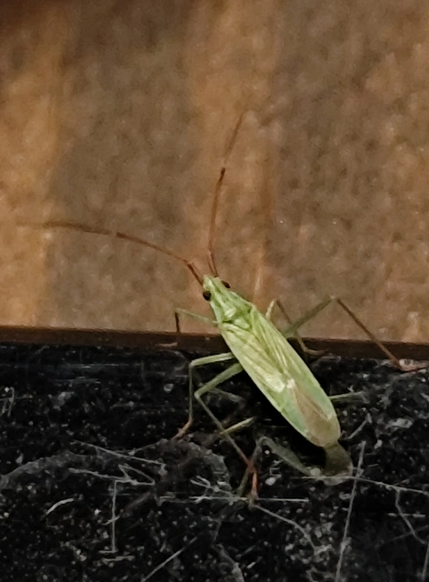 Trigonotylus