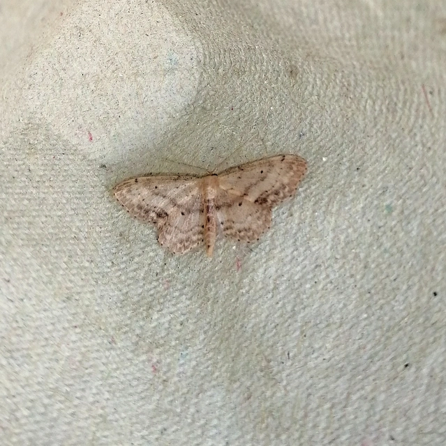 Idaea dimidiata - gyakori apróaraszoló