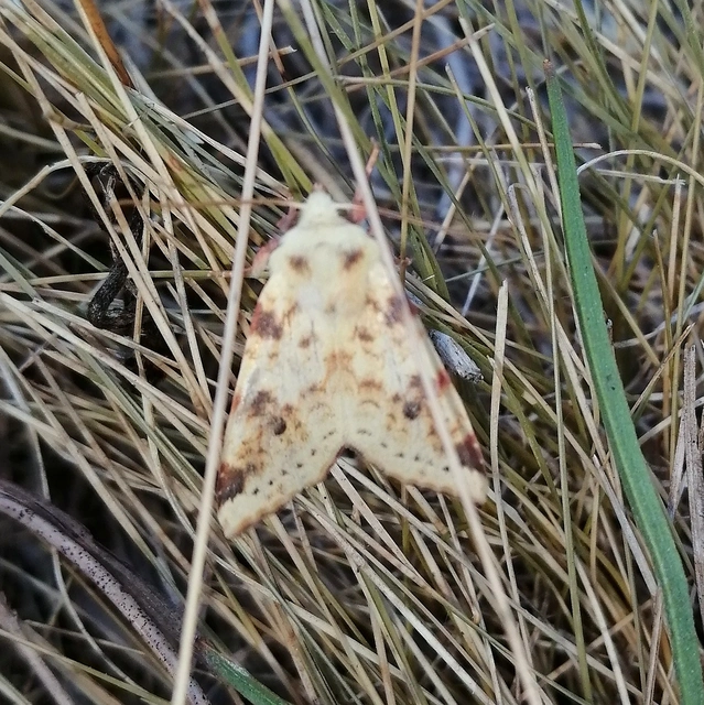 Cirrhia icteritia - nyárfa-sárgabagoly