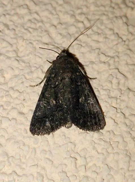 Anophia leucomelas - déli folyófűbagoly