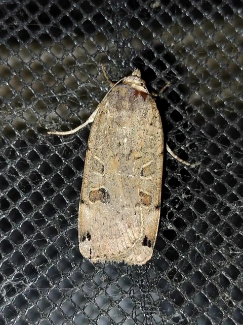 Noctua orbona - foltos sárgafűbagoly