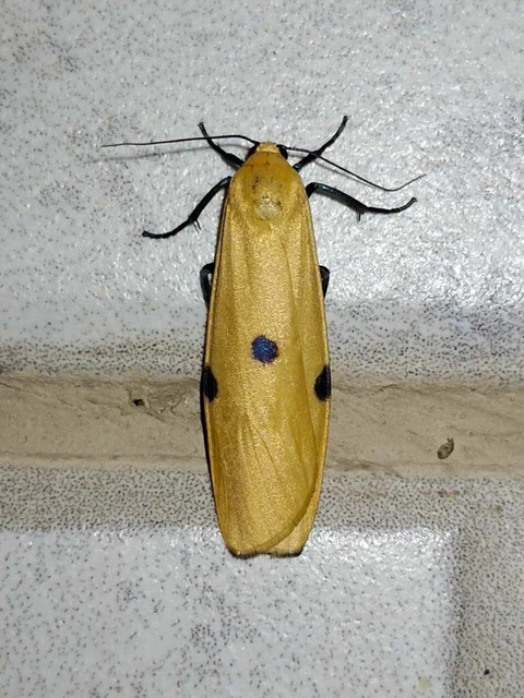 Lithosia quadra - négypettyes zuzmószövő