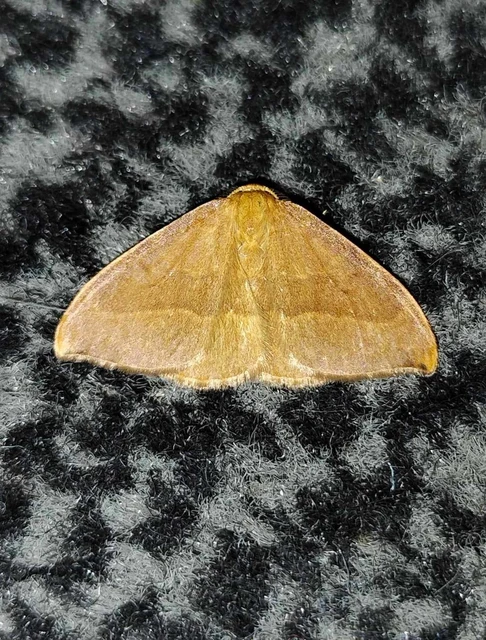 Watsonalla cultraria - bükkfa-sarlósszövő