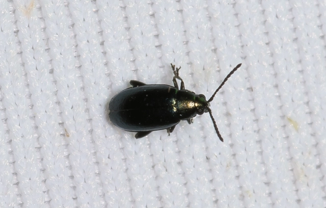 Phyllotreta nigripes - feketecsápú káposzta-földibolha
