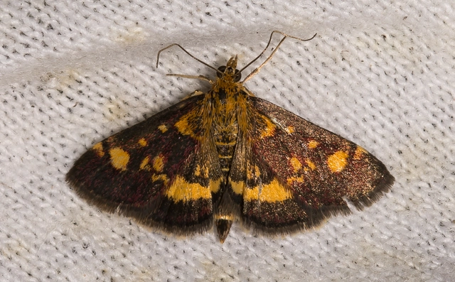 Pyrausta aurata - aranyló bíbormoly