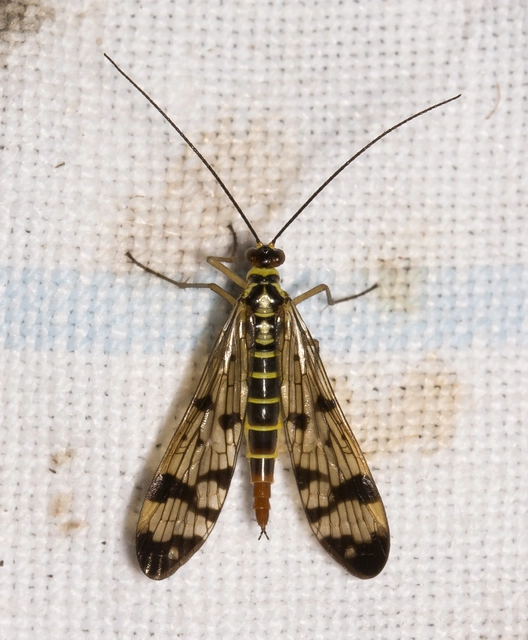 Panorpa communis/vulgaris