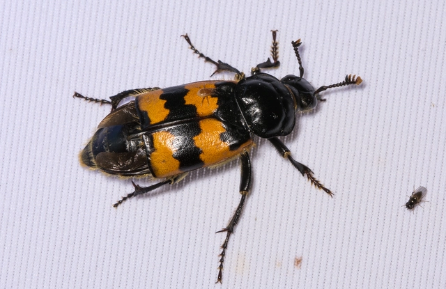 Nicrophorus interruptus - sárgaszőrű temetőbogár