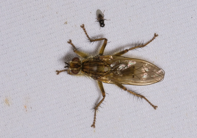 Scathophaga stercoraria - közönséges trágyalégy