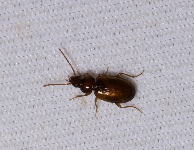 Trechus quadristriatus - közönséges fürgefutonc