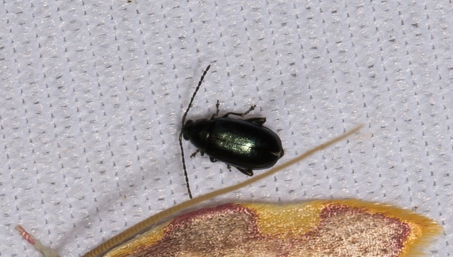 Phyllotreta nigripes - feketecsápú káposzta-földibolha